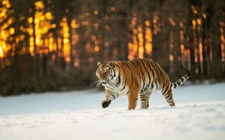 Картинка тигр, снег, хищник