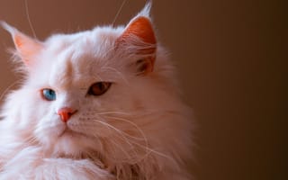 Картинка кот, белы, мордочка, глаза, пушистый
