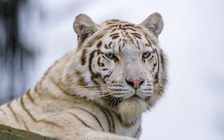 Картинка тигр, белый, морда, хищник