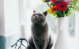 Картинка кот, на окне, британец, серый, ваза