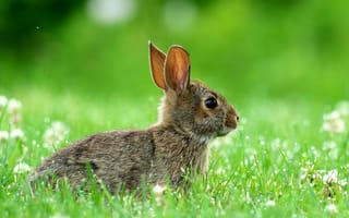 Картинка кролик, трава, зелень