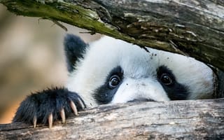 Картинка панда, глаза, когти, бревно