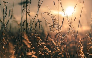 Картинка солнце, пшеница, трава, природа