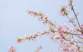 Картинка весна, ветка, цветение, розовый, Весенние ветви