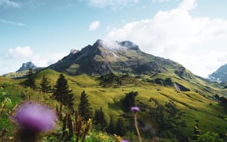 Картинка гора, склон, цветок