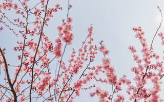 Картинка весна, цветение, сакура, ветви