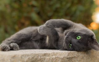 Картинка кот, серый, британец, игривый