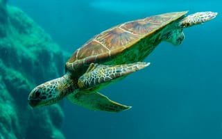 Картинка черепаха, под водой, морская