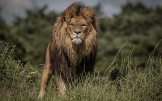 Картинка лев, хищник, зверь