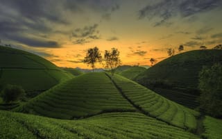 Картинка холмы, зелень, на закате, рис