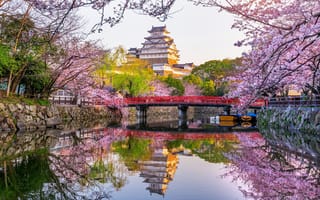 Картинка речка, япония, цветение, сакура, мост