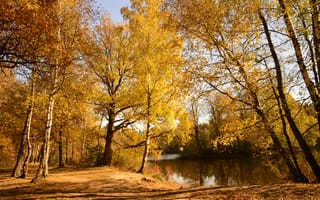 Картинка речка, берег, осень, Осенний лес, деревья, лес