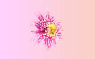 Картинка маргаритка, цветок, розовый