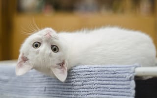 Картинка котенок, белый котенок, смотрит