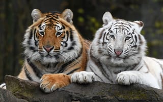 Картинка тигры, белый тигр, оранжевый тигр