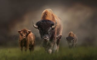 Картинка зубры, буйвол, бизон