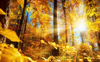 Картинка осенний лес, солнце, деревья, золотая, осень