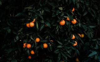 Картинка мандарин, куст, листья