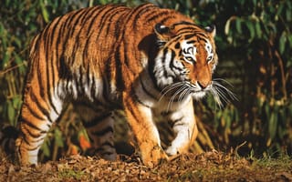 Картинка тигр, хищник, джунгли