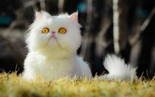 Картинка кот, белый, пушистый