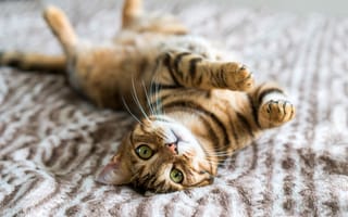Картинка кот, игривый, на кровати