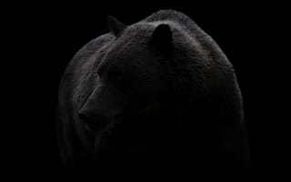 Картинка медведь, черный, темный