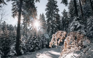 Картинка лес, снег, Снежная зима, зима, солнце, Зимний лес, лучи