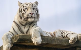 Картинка белый тигр, тигр, смотрит