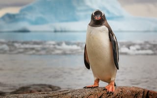 Картинка пингвин, на камне, ледник