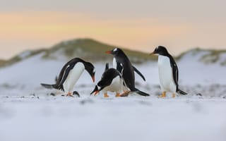 Картинка пингвины, на снегу, в горах