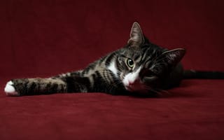 Картинка кошка, зеленые глаза, лежит