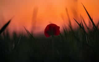 Картинка мак, цветок, на закате