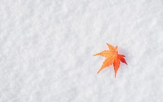 Картинка лист, кленовый, снег
