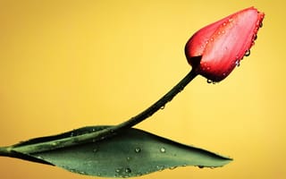 Картинка тюльпан, капли, желтый