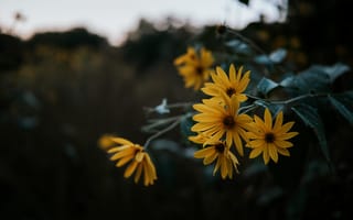 Картинка цветы, желтые цветы, вечер