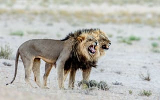 Картинка Два старых голодных льва