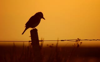 Обои Силуэт птицы на заборе на фоне заката