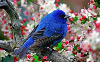 Картинка Синяя птица с черными крыльями