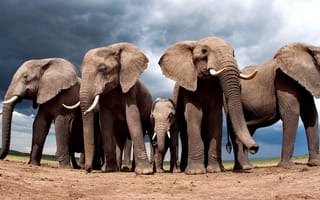 Обои Слоны защищают слоненка