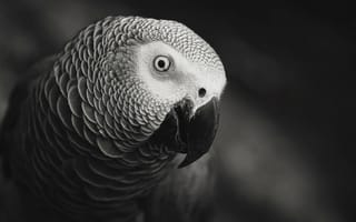 Картинка Черно белое фото попугая