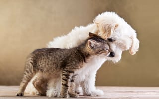 Картинка Котенок и белый мальтийский щенок