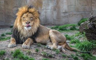 Обои Лев в зоопарке облизывает нос