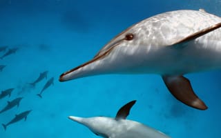 Картинка Пара белых дельфинов под водой