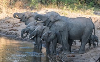 Картинка Слоны с маленькими слонятами на водопое