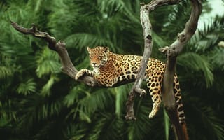 Картинка Ягуар лежит на засохшем дереве