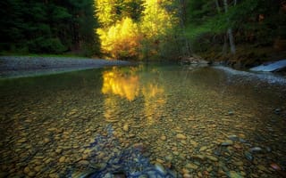 Картинка Мелкая прозрачная река в чаще леса