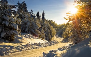 Картинка Заснеженные деревья у зимней дороги
