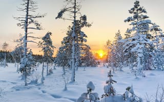 Картинка Зимний рассвет над заснеженными елями
