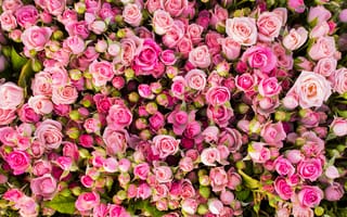 Картинка Красивые бутоны розовых роз