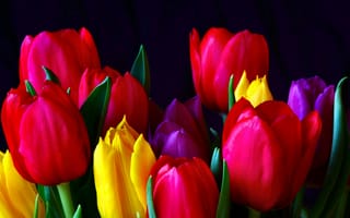 Картинка Красивые разноцветные тюльпаны